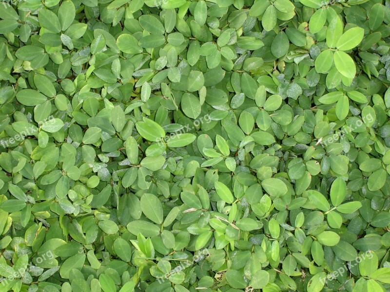 Green Foliage Flora Green Leaves Garden