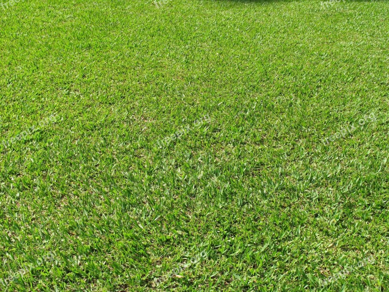 Lawn Field Sport Football Field Grass