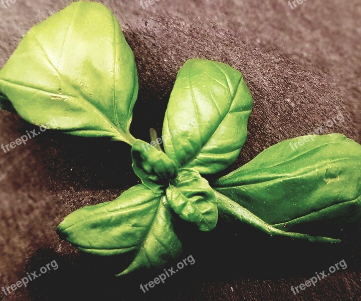 Fresh Basil Healthy Green Herbs