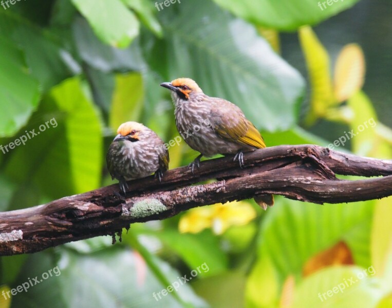 Straw Headed Bulbul Bird Nature