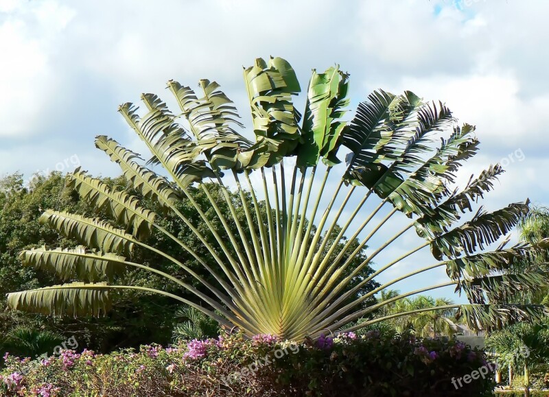 Traveler's Tree Musacée Ravenala Madagascariensis Tropical Tree Free Photos