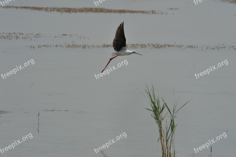 Bird Wild Flight Stilt Free Photos