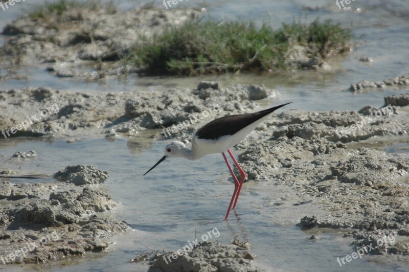 Stilt Bird Wild Free Photos