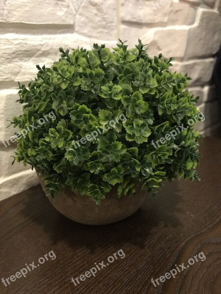 Potted Plants Plant Decoration Free Photos