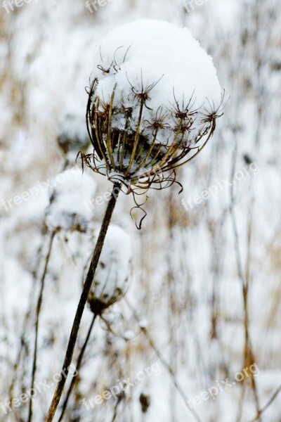 Winter Frost Cold Snow Nature