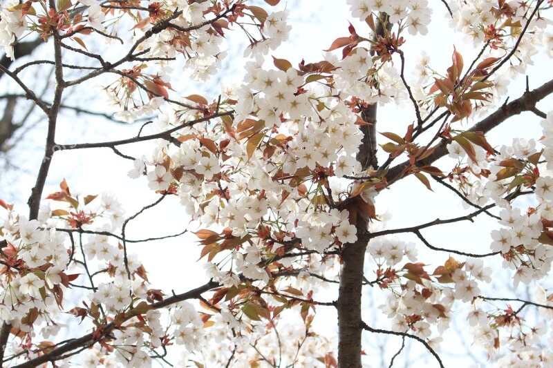 Cherry Blossoms Yoshino Cherry Tree Japan Karen Cute