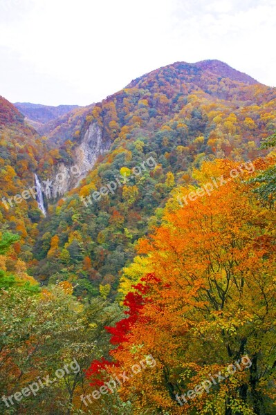 Japan Autumnal Leaves Shiga Kogen Valley Autumn