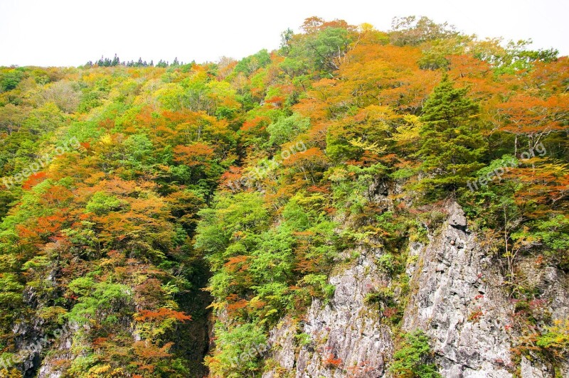 Japan Autumnal Leaves Akiyama Township Valley Autumn