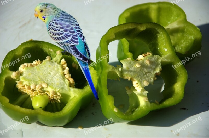 Green Pepper Budgie Vegetable Healthy Bird