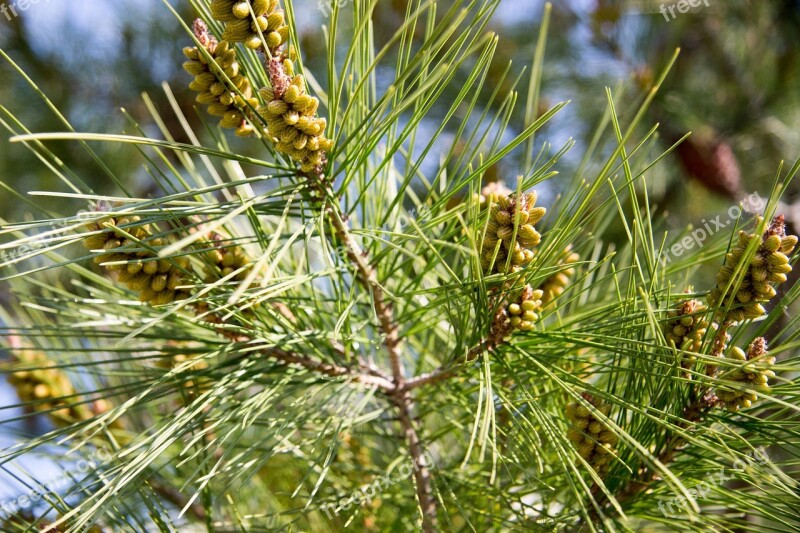 Needles Spruce Christmas Tree Pine Rostock