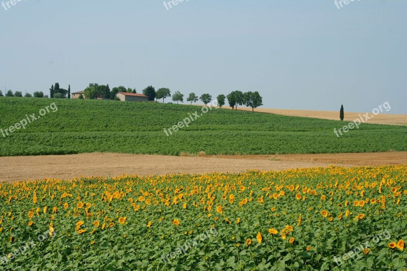 Toscana Italy Meadow Field Free Photos