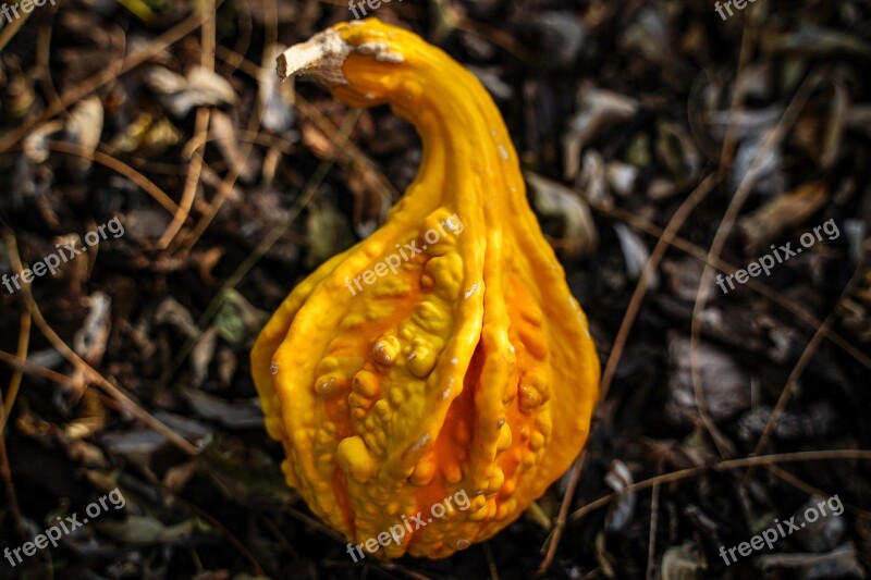 Pumpkin Gourd Autumn Halloween Autumn Decoration