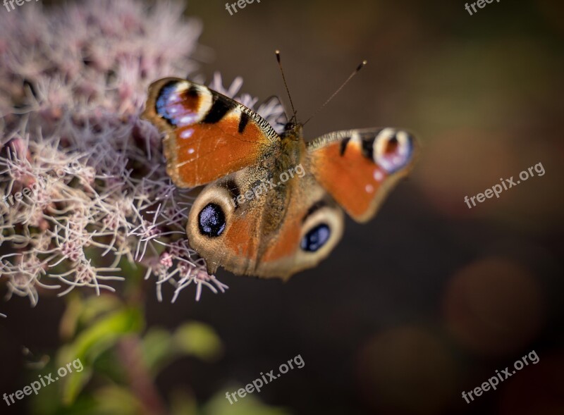 Butterfly Close Up Peacock Insect Macro