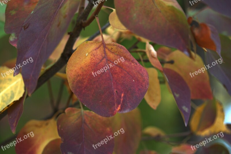 Leaves Yellow Red Casey Tree