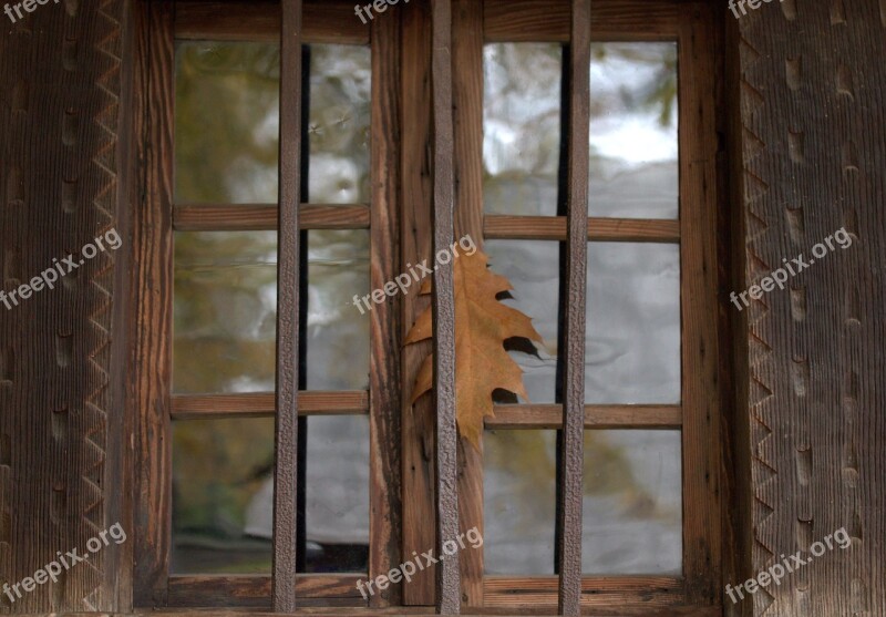 Window Leaf Traditional Autumn Melancholy