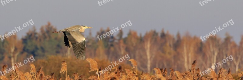 Spring Lake Grey Heron Flight Nature Conservation Nature Reserve