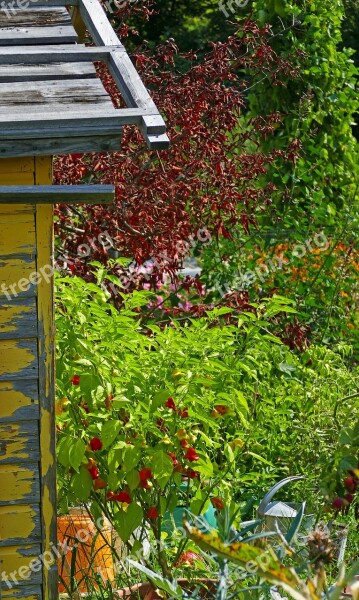 Garden Garden Shed Hedges Shrubs Watering Can