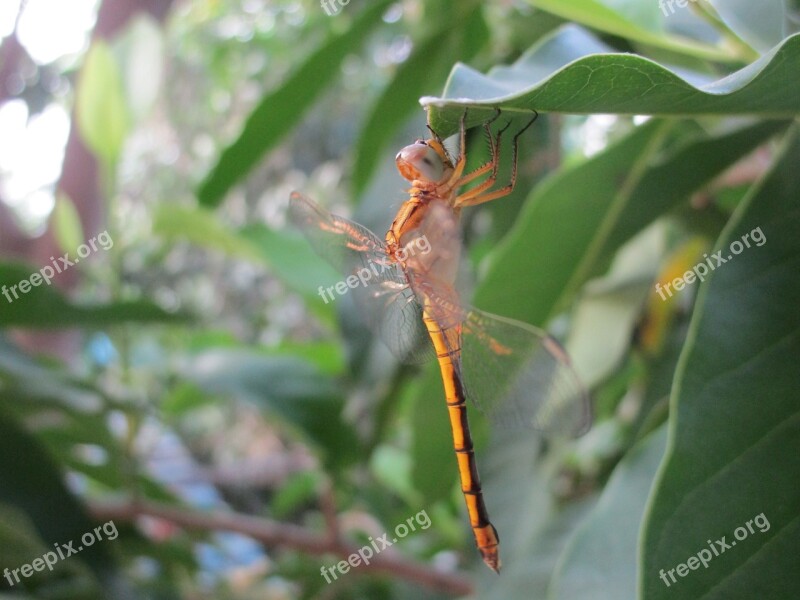 Damselflies Insect Nature Free Photos