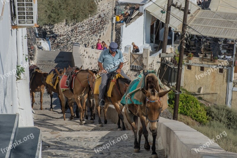 Horses Tourism Transport Animal Summer