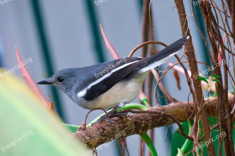 Hi Finch Bird Feather Common Birds Wings