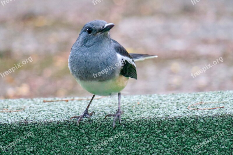 Hi Finch Bird Feather Common Birds Wings