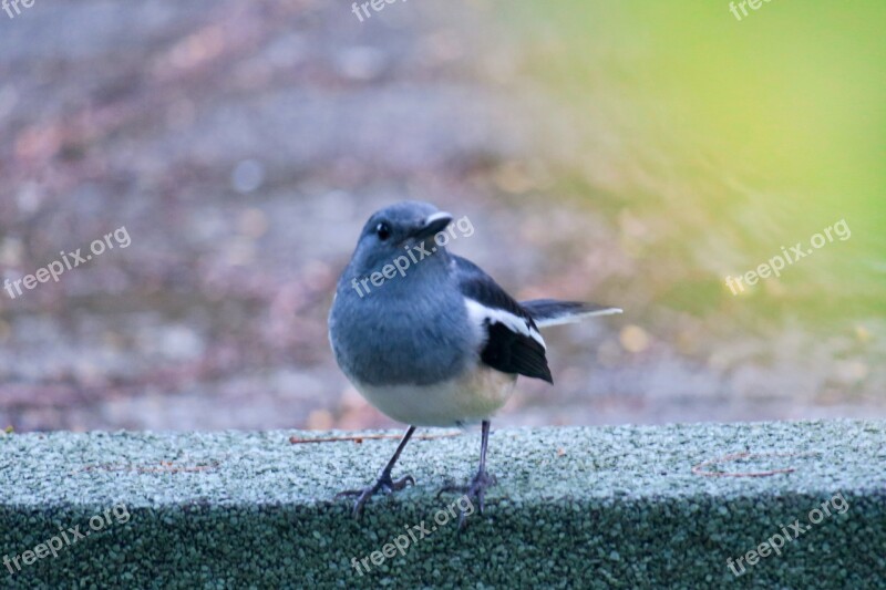 Hi Finch Bird Feather Common Birds Wings