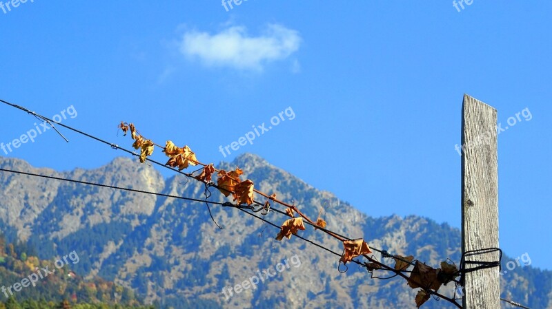 Autumn Grapevine Wood Pile Mountains South Tyrol