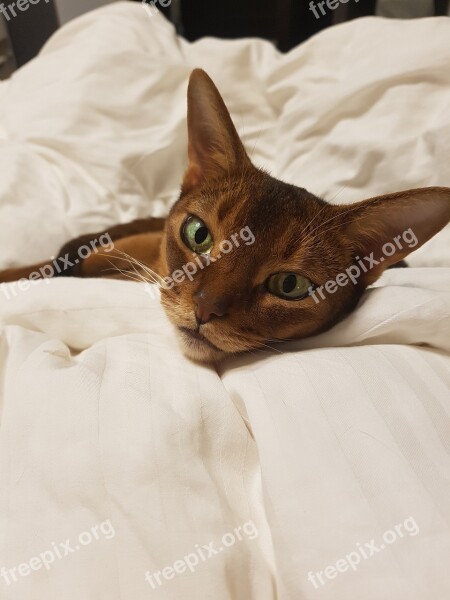 Cat Abyssinian Dream Animals Fur