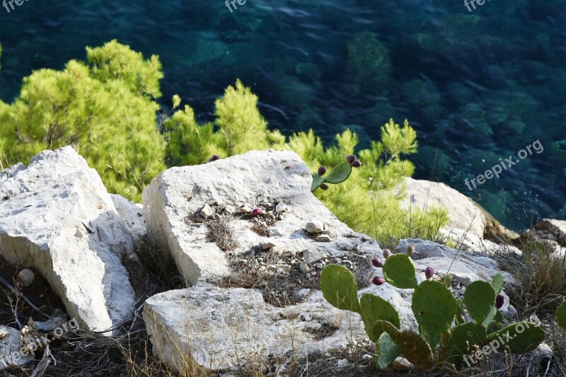 Coast Stones Rocks Cactus Greenery