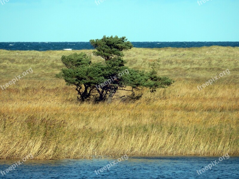 Tree Bodden Baltic Sea Darß Windfluechter