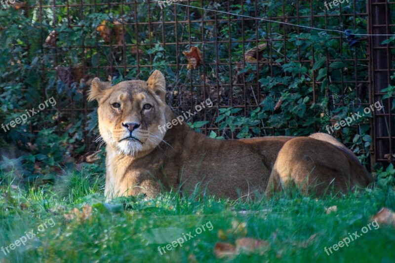 Lion Lioness Animal World Africa Predator