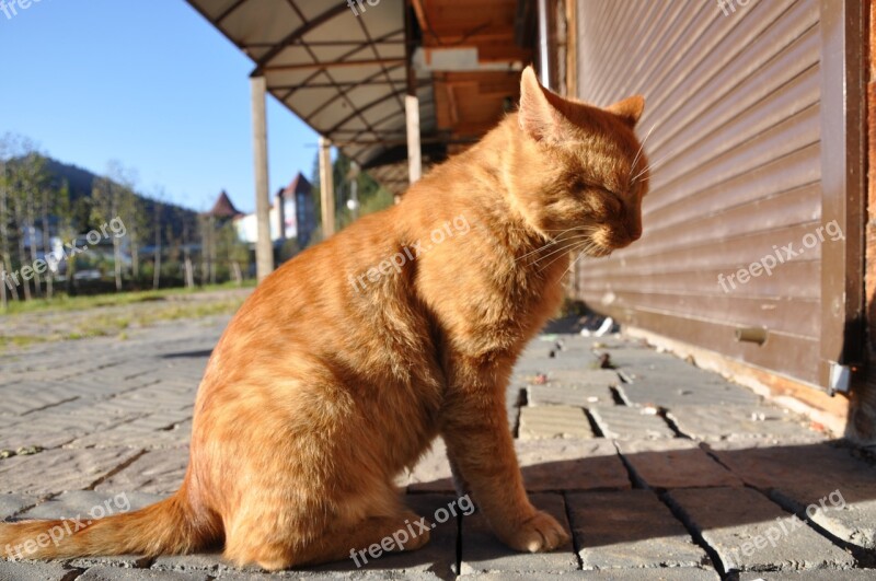 Cat Sitting Redhead Red-headed Cat Outdoor Cat