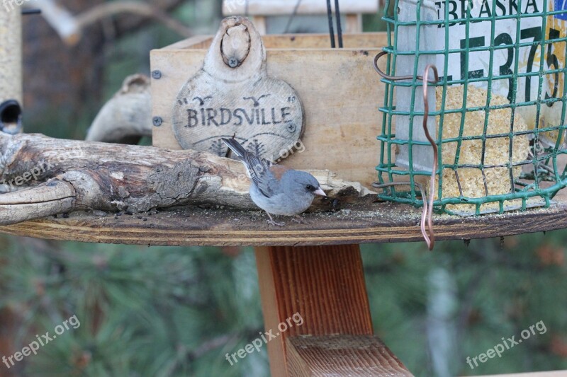 Black-eyed Junco Colorado Bird Cute Cute Bird