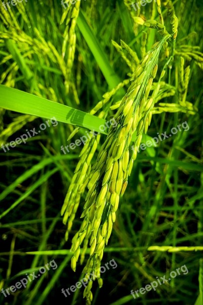 Cornfield Vole Nature Rice Information