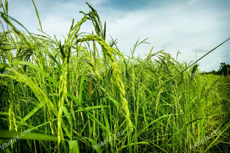 Cornfield Vole Nature Rice Information