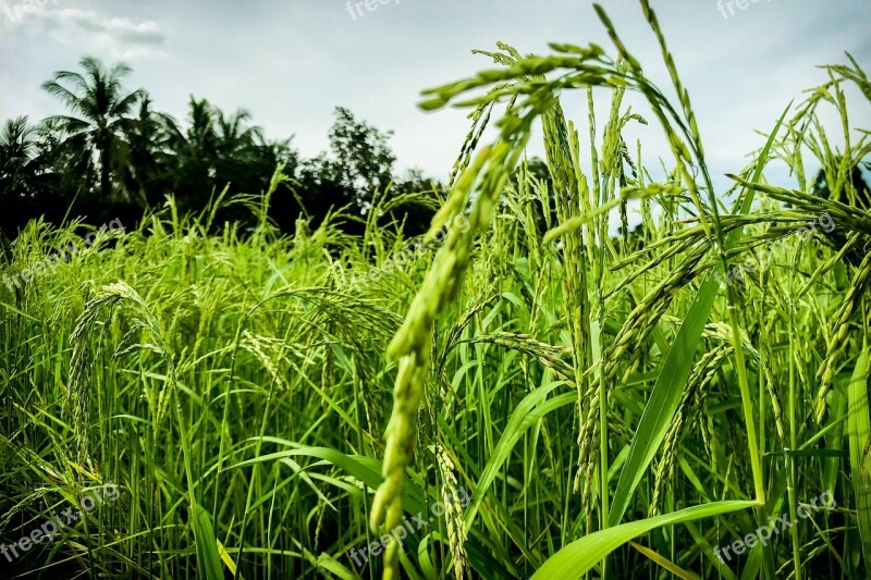 Cornfield Vole Nature Rice Information