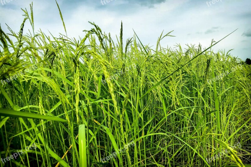 Cornfield Vole Nature Rice Information