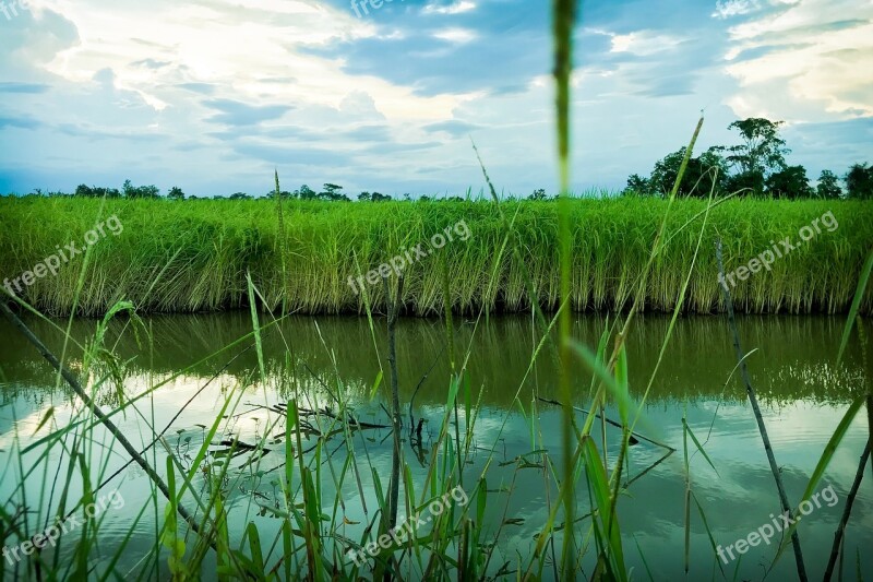 Cornfield Vole Nature Rice Information