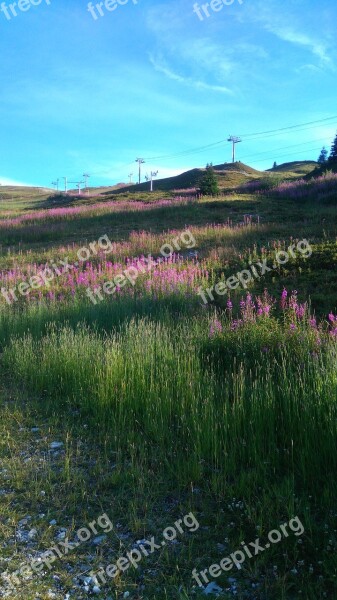 Nature Flowers Mountains Mountain Summer