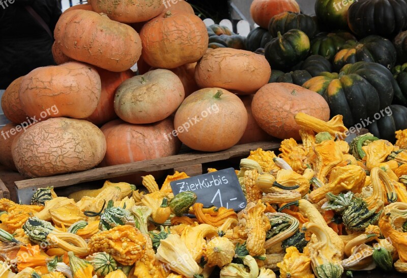 Pumpkin Gourd Autumn Autumn Decoration Autumn Motives