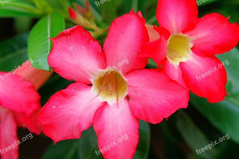 Flowers Tropic Tropical Bloom Nature