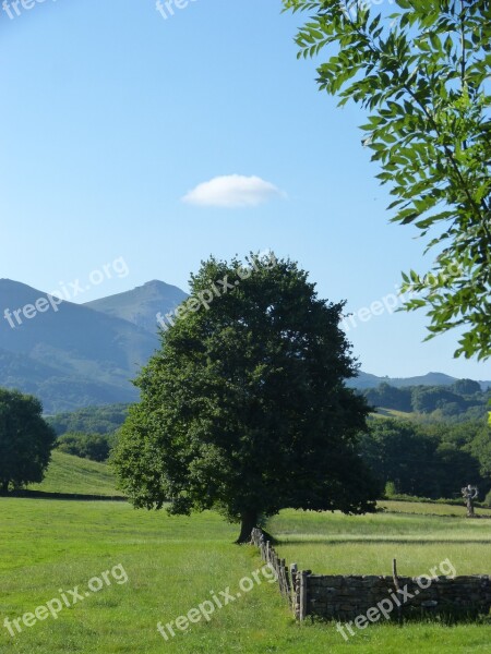 Tree Big Tree Prado Pyrenees Navarre