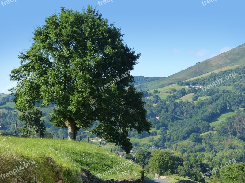 Tree Big Tree Prado Pyrenees Navarre