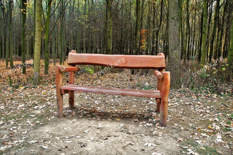 Bench Wooden Lone Forest Autumn