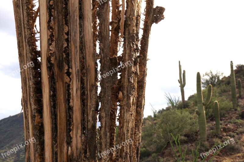 Desert Sonoran Desert Hiking Cactus Mountains