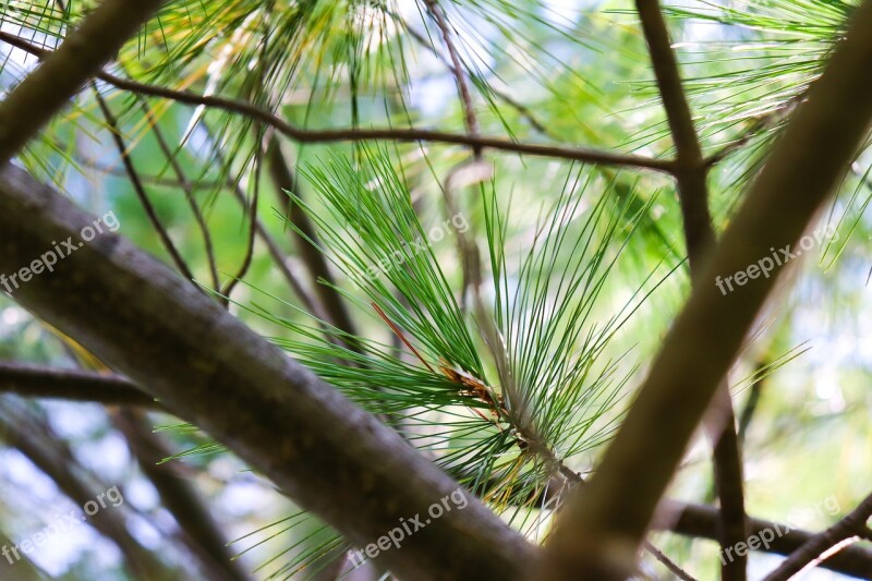 Tree Pine Branch Green Nature