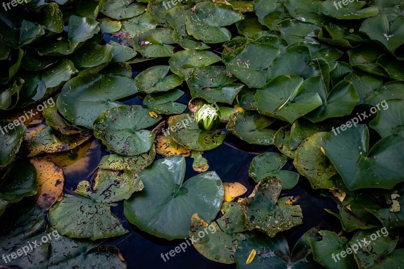 Lily Pad Pond L Water Green