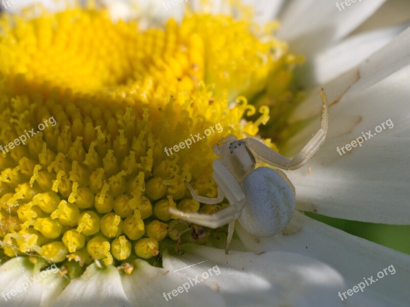 Spider Dorsata Marguerite Flower Lurking