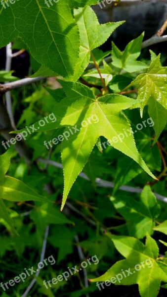 Autumn Tree Green Liquidambar Estoraque