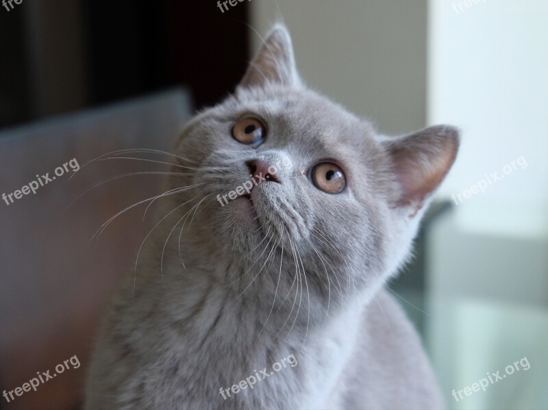 Cat British Blue British Kitten Animals Funny